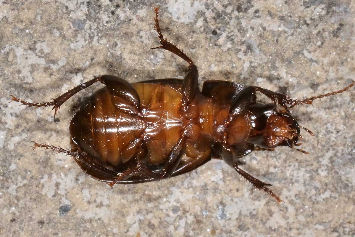 Harpalus sp.